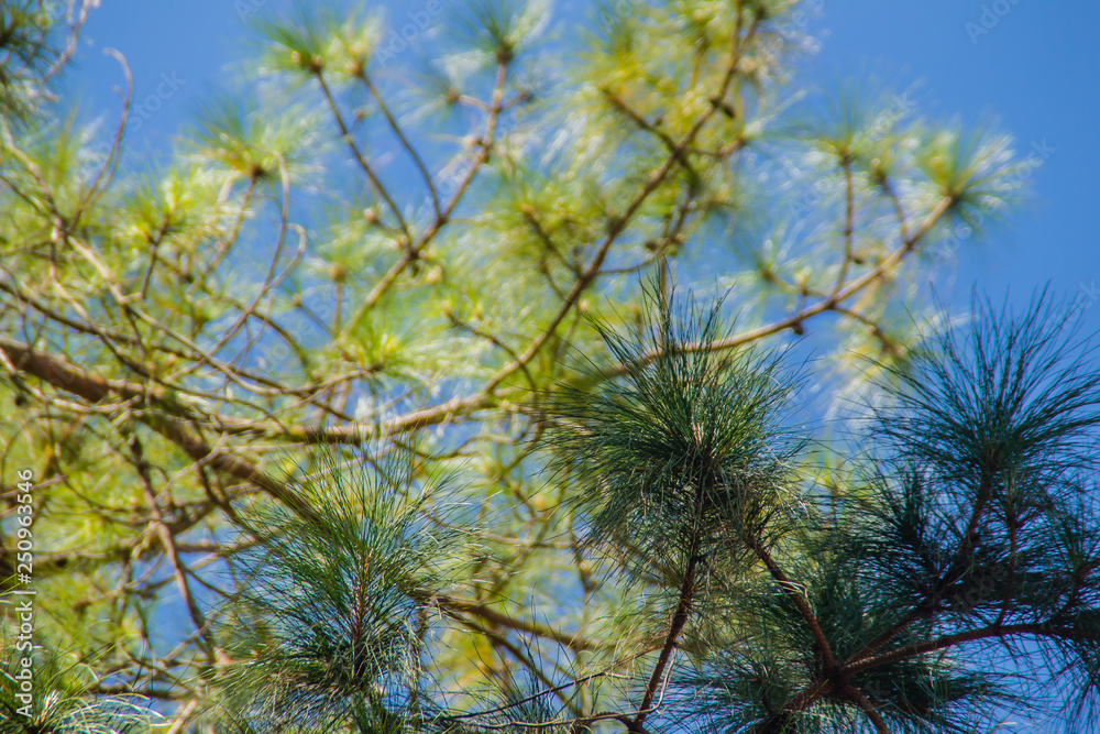 Looking-up view of a beautiful tropical pine tree with blue sunny sky background. Green leaves of pine tree forest on blue sky with copy space for text. Looking-up view of a beautiful tropical pine tree with blue sunny sky background. Green leaves of pine tree forest on blue sky with copy space for text.
