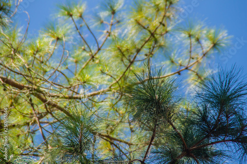 Looking-up view of a beautiful tropical pine tree with blue sunny sky background. Green leaves of pine tree forest on blue sky with copy space for text.