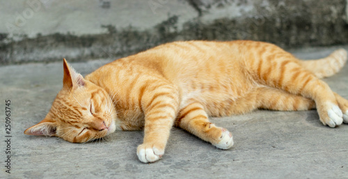 Orange striped cat a cat whose fur is mottled or streaked with dark stripes lie about On the ground In the garden.