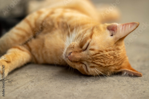 Orange striped cat a cat whose fur is mottled or streaked with dark stripes lie about On the ground In the garden. © ShutterChiller