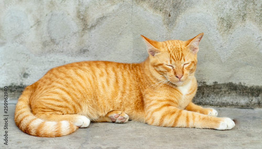 Orange striped cat a cat whose fur is mottled or streaked with dark stripes lie about On the ground In the garden. Orange striped cat a cat whose fur is mottled or streaked with dark stripes lie about On the ground In the garden.