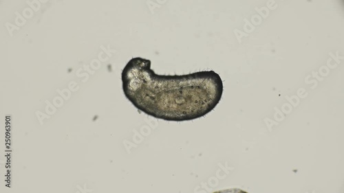 ant larva Monomorium floricola, at an early stage of development photo