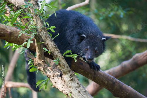 Binturong (Arctictis binturong) on a tree in the sunny afternoon photo