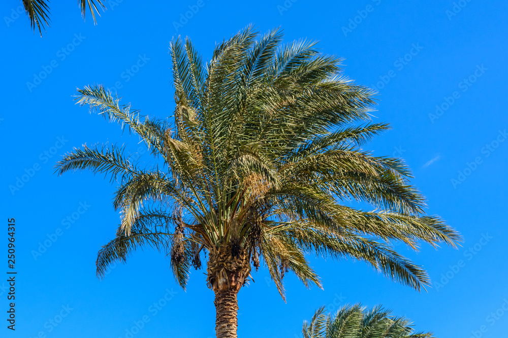 Naklejka premium Green date palm tree against the blue sky