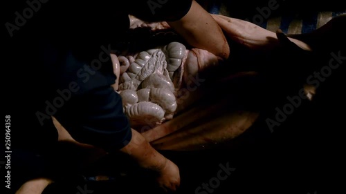 4K, Men are take out the pig intestine with hands. Group of village people are gathered to butcher animals on farm. Processing of slaughtered pig carcass. Pig slaughtering on street road at night-Dan