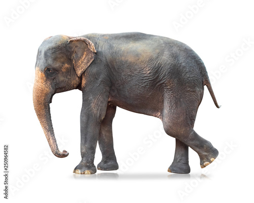 Elephant isolated on white background. Large mammals.   Clipping path  