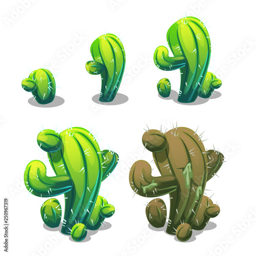 Life stages of mexican cactus isolated on white background. Vector cartoon close-up illustration.