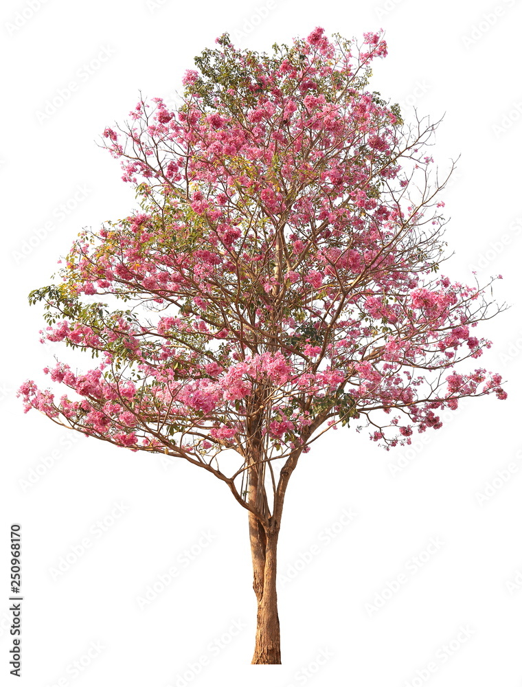 Tabebuia tree pink poui or rosy trumpet flower the national tree of El