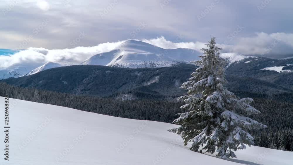 Time lapse of flowing clouds over winter Goverla mountain. Snow-covered Christmas tree in the foreground. Ukrainian Carpathians. 4K Time lapse of flowing clouds over winter Goverla mountain. Snow-covered Christmas tree in the foreground. Ukrainian Carpathians. 4K