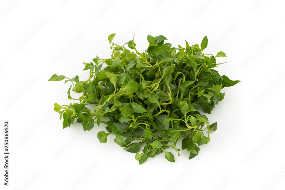 Fototapeta premium Watercress in isolated on white background