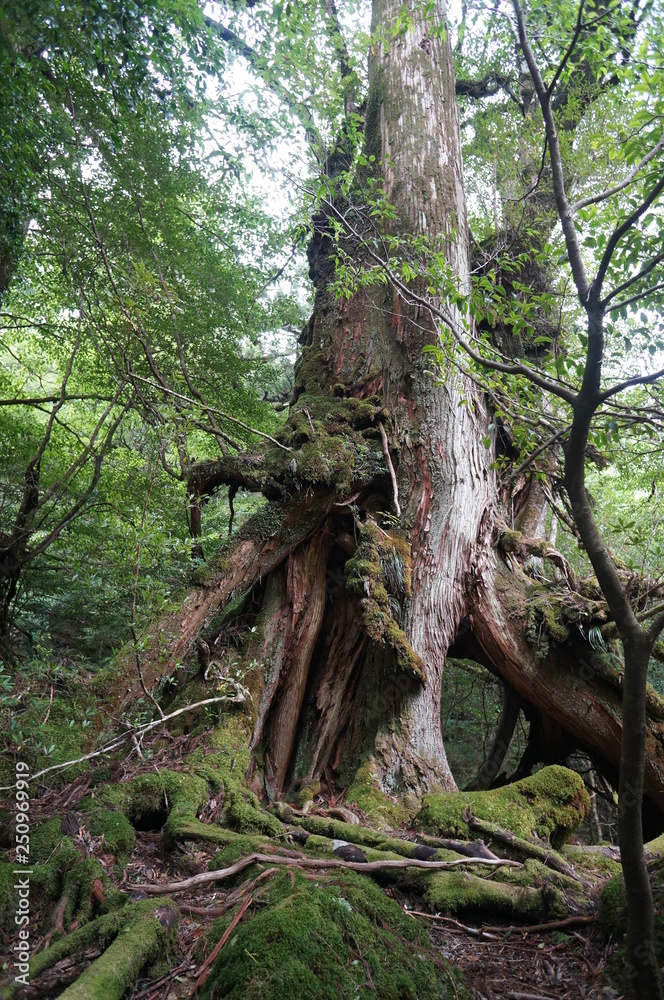 Fototapeta premium trunk of a tree