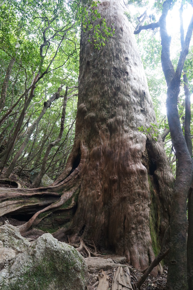 old tree in the forest