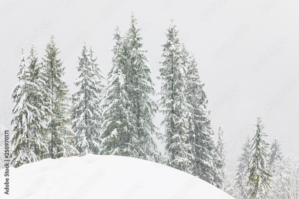 Snow in the woods. Plans of Luzza. Forni Avoltri