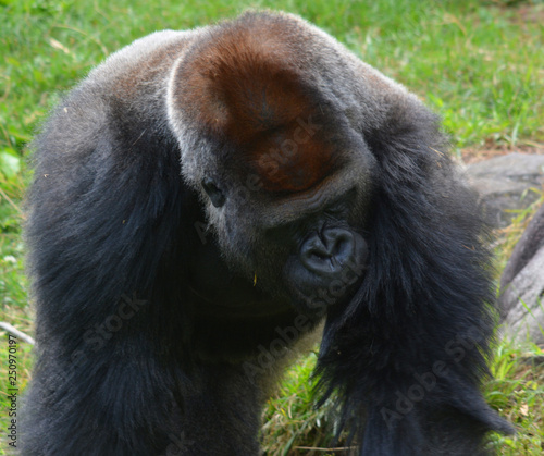 Gorillas are ground-dwelling, predominantly herbivorous apes that inhabit the forests of central Africa. The DNA of gorillas is highly similar to that of humans, from 95–99%  photo