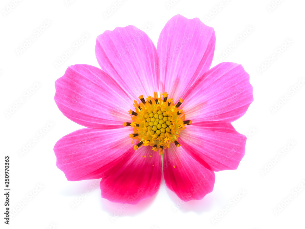 cosmos flower