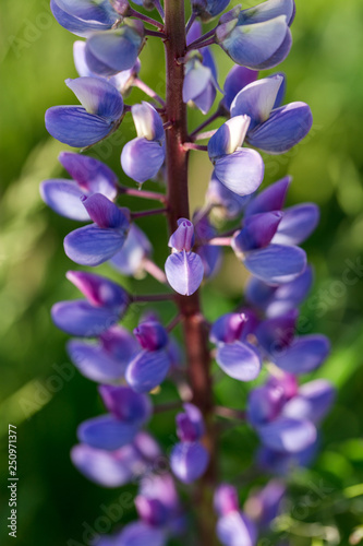 A lot of violet lupines field. Rustic garden on the background of a wooden house