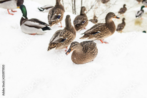 Brown ducks on the white snow