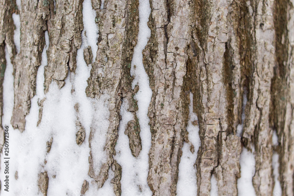 Obraz premium Tree bark. Brown background. Snow on the tree. 