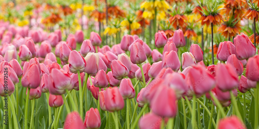 Fototapeta premium park with beautiful bright colors