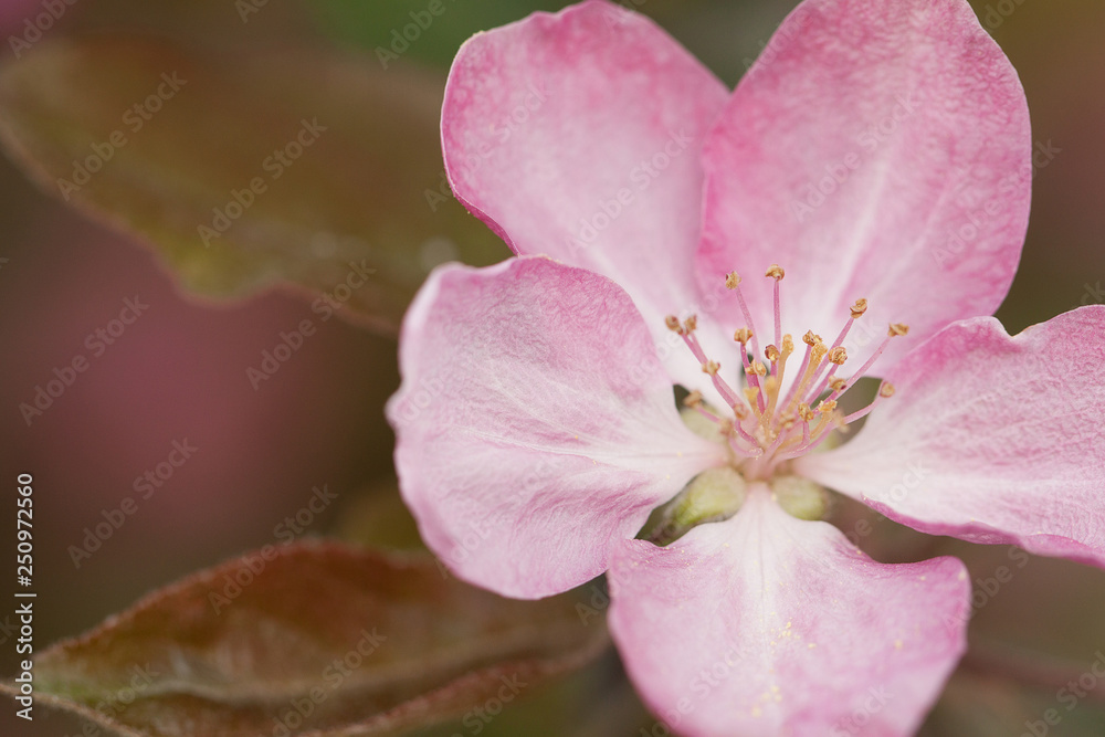 sakura blooming with pink delicate flower sakura blooming with pink delicate flower