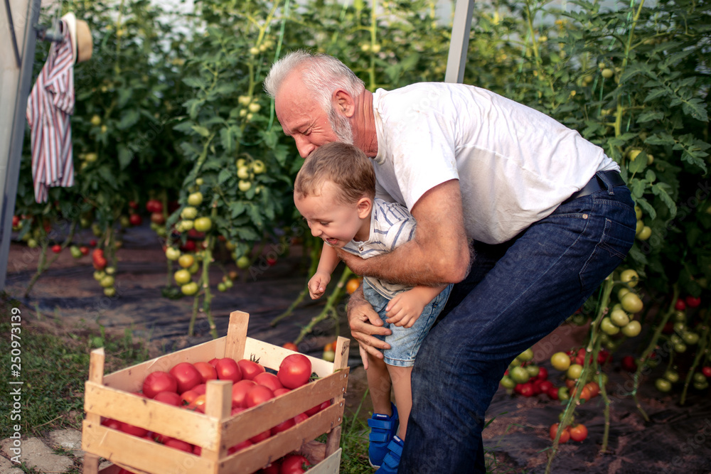 Fototapeta premium Grandfather and his grandson in greenhouse