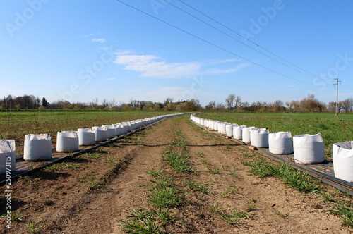 Two very long rows of small trees planted in large white bags ready for planting in field put on nylon protection next to pipes for watering on dry days surrounded with grass and cloudy blue sky in ba