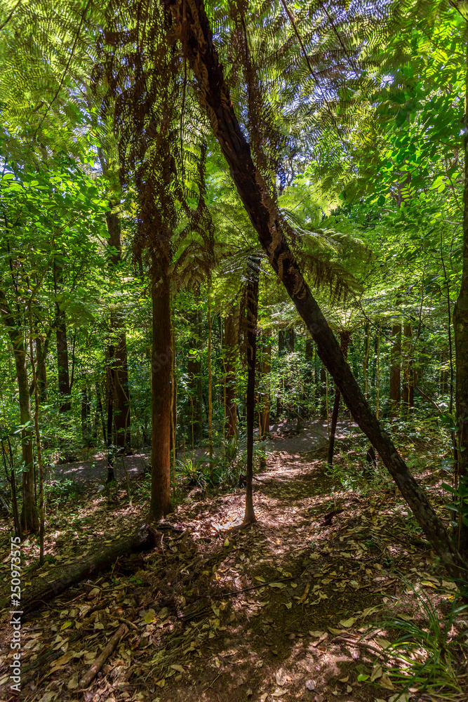 Fototapeta premium Whangarei Falls Scenic Reserve