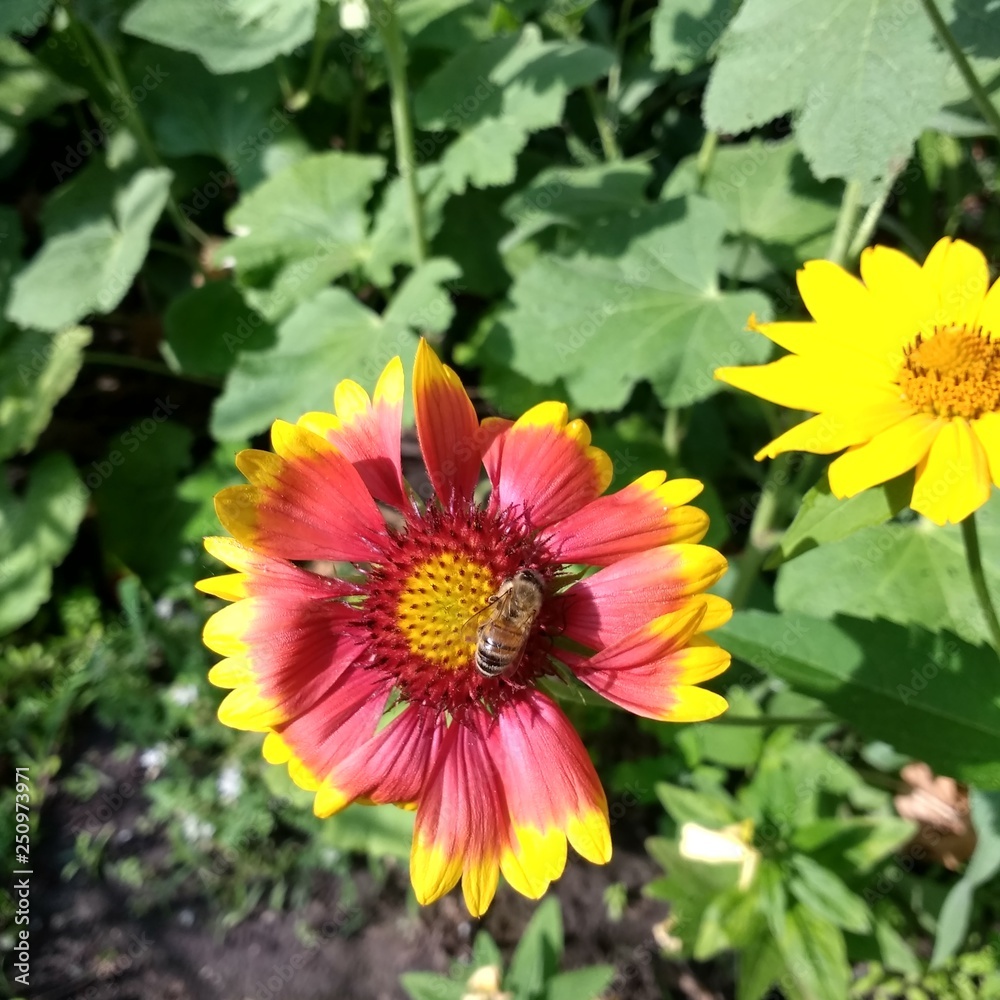 Obraz premium Beautiful nature