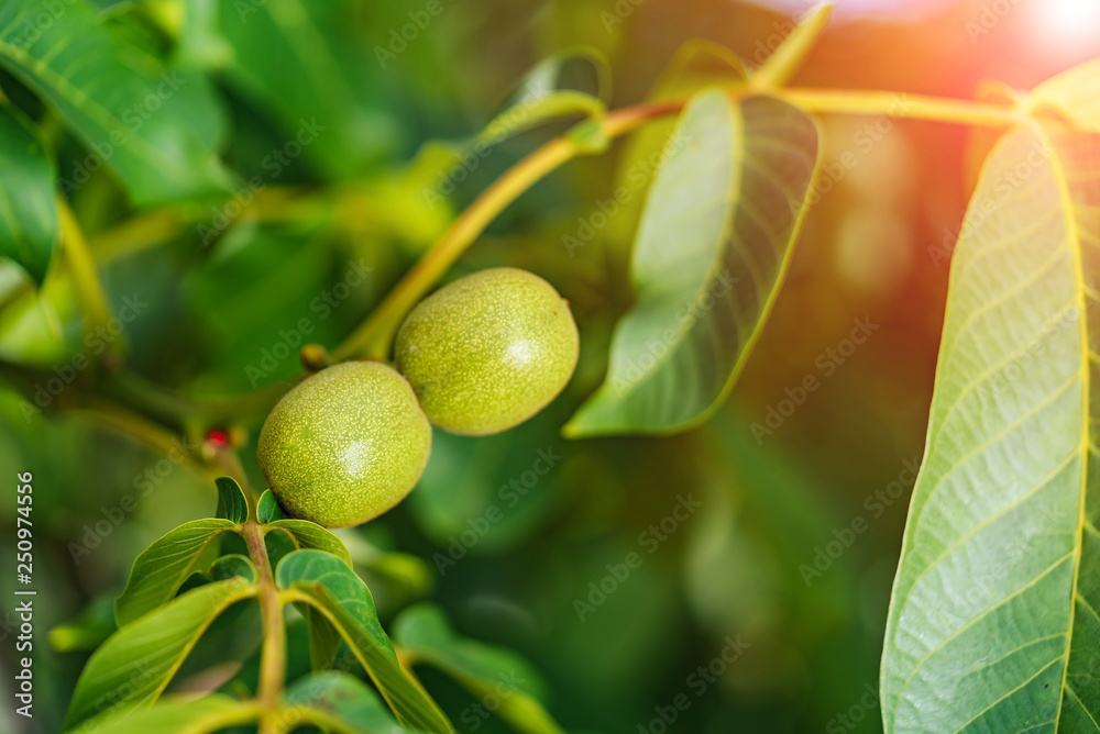 Green nuts on a tree. A lot of nuts on a tree on a sunny day. Green nuts on a tree. A lot of nuts on a tree on a sunny day.