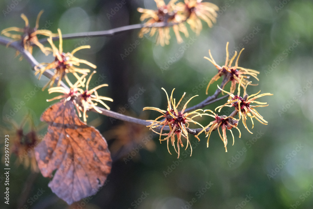 Witch hazel Witch hazel
