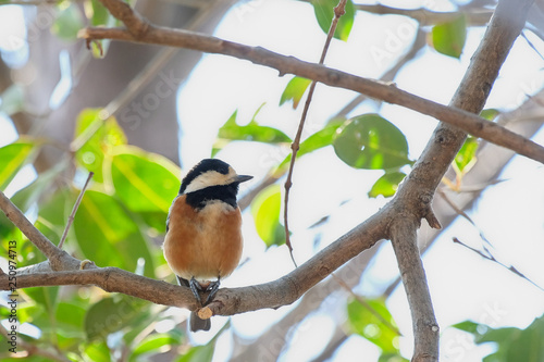 varied tit 