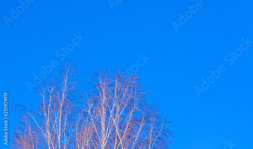 Birch branches on the blue sky background. Copy space_