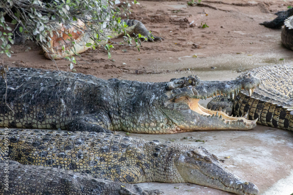Obraz premium Crocodiles by a lake with other animals nearby