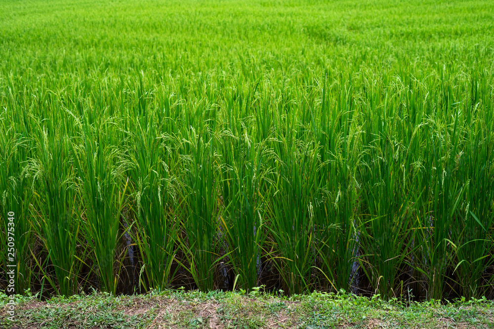 Obraz premium green rice field