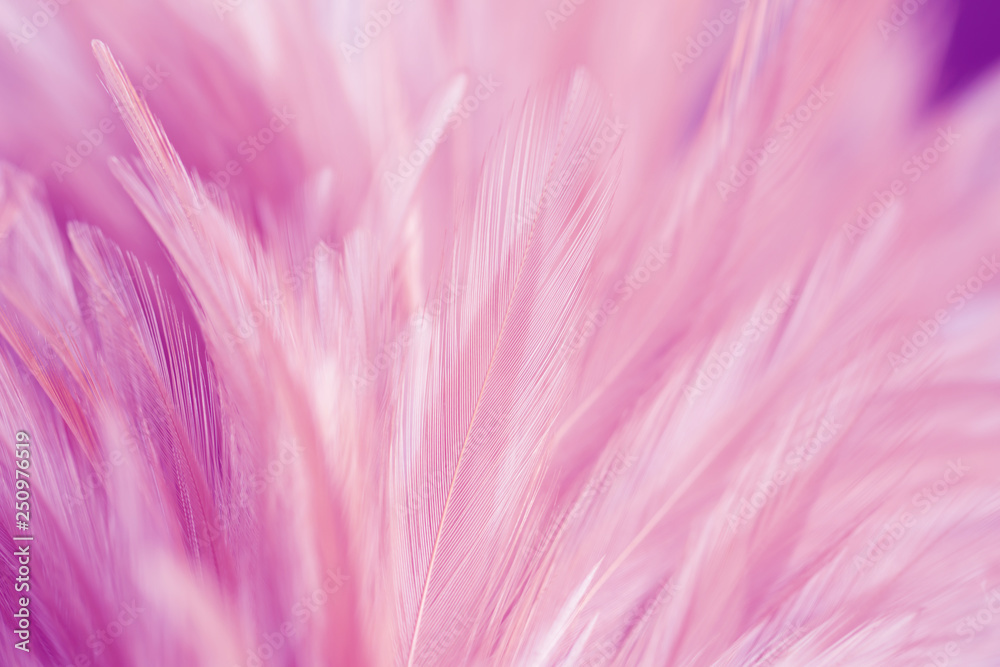 Pink bird feathers in soft and blur style, Fluffy pink feather background Pink bird feathers in soft and blur style, Fluffy pink feather background