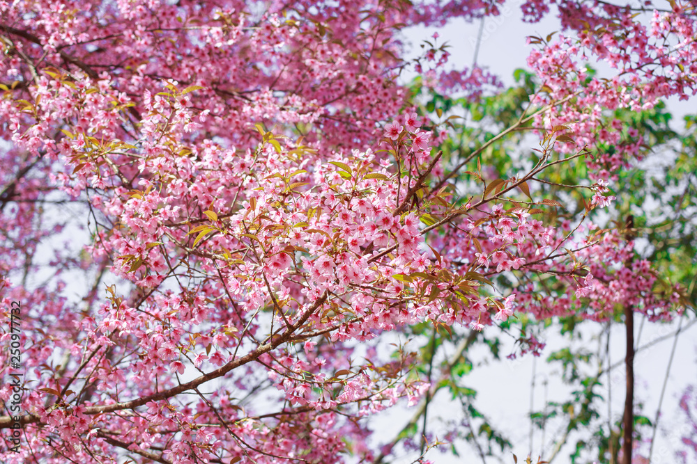 Wild Himalayan Cherry Blossoms in spring season (Prunus cerasoides), Sakura in Thailand, selective focus, Phu Lom Lo, Loei, Thailand. Wild Himalayan Cherry Blossoms in spring season (Prunus cerasoides), Sakura in Thailand, selective focus, Phu Lom Lo, Loei, Thailand.