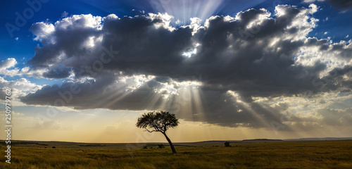 Acacia tree and sunset in the Masai Mara panorama