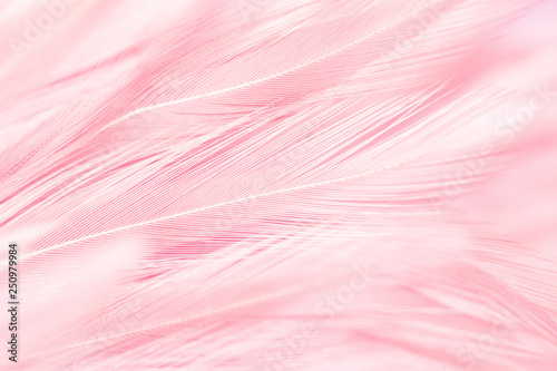 Pink bird feathers in soft and blur style, Fluffy pink feather background