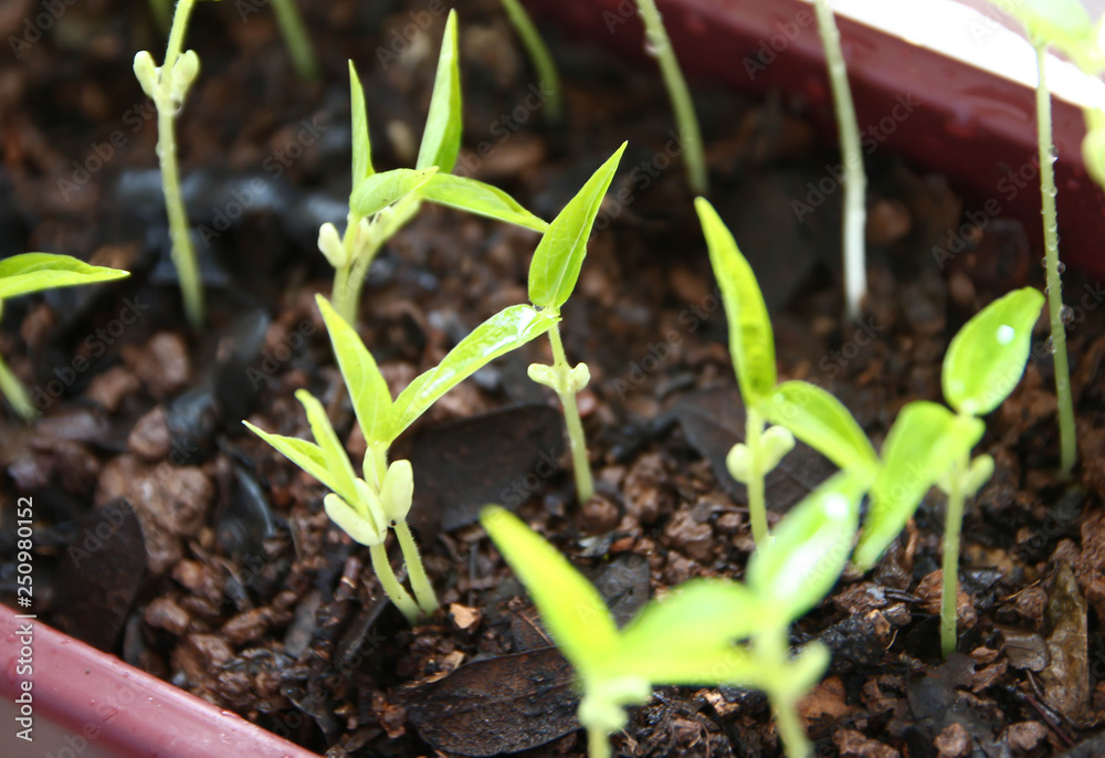 seedlings growing in soil seedlings growing in soil