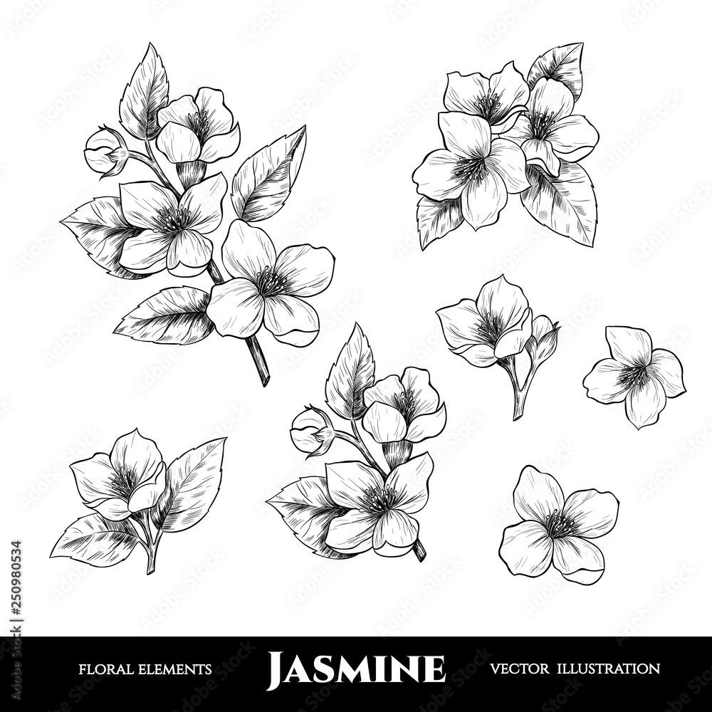 Vector jasmine flowers. Set of floral elements. Vintage style