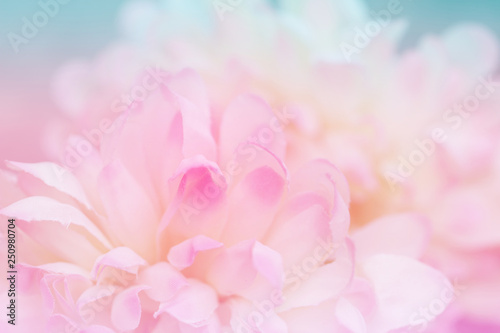 Beautiful flowers made with color filters in soft color and blur style for background © jintana