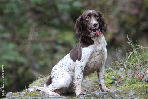 Obraz na płótnie English Springer Spaniel