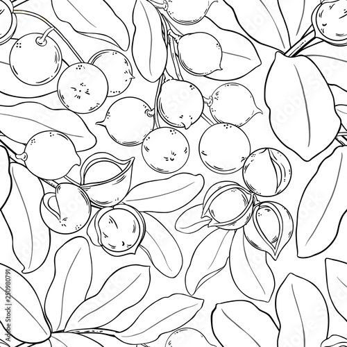 macadamia vector pattern