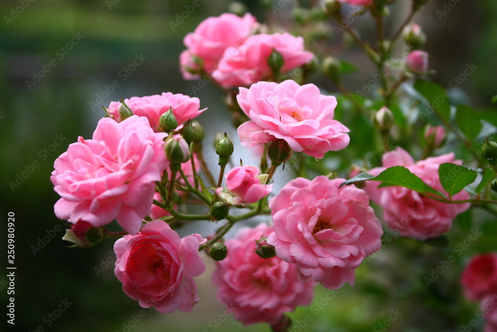 pink flowers in the garden pink flowers in the garden