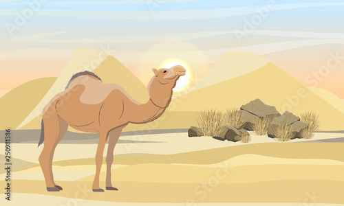 One-humped camel in the desert with dunes, stones and dry grass. Wildlife of Africa. Desert with stone and yellow sand. Landscapes of Africa and Australia. Sahara. Realistic Vector Landscape