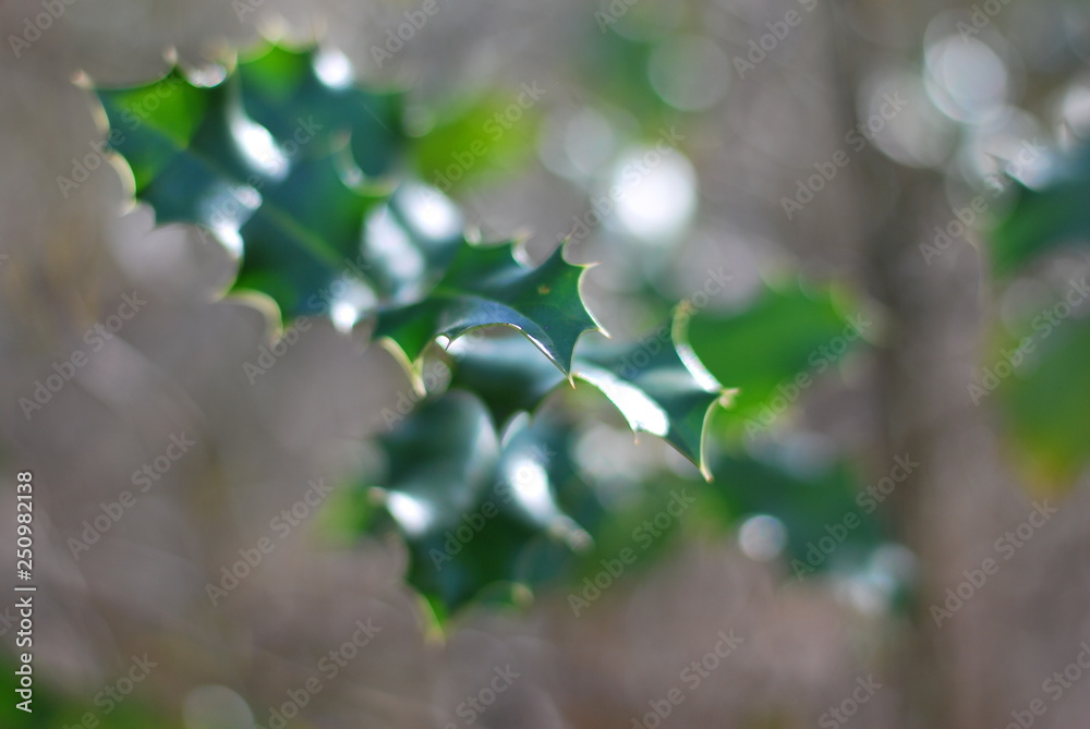 Stechpalme (Ilex) Stechpalme (Ilex)