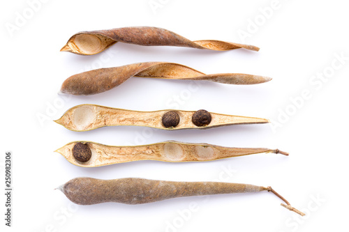 Japanese wisteria seeds