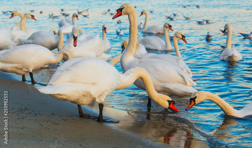 Beautiful swans and seagulls in the blue sea