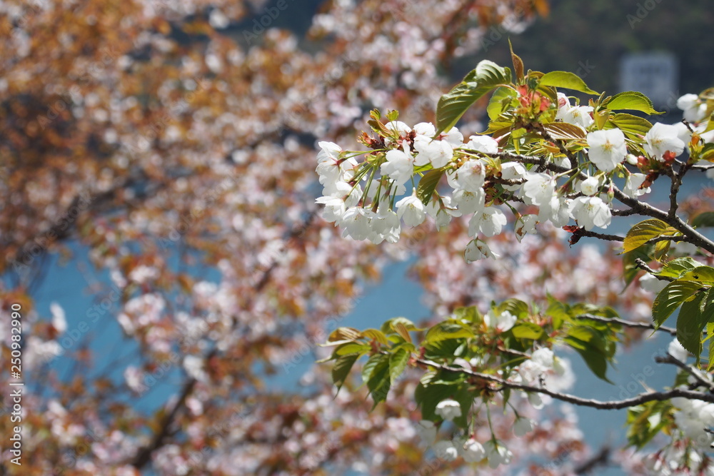 Fototapeta 山桜