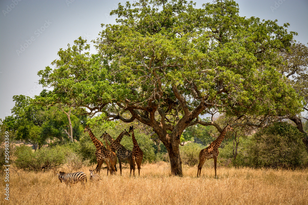 Safari Tree